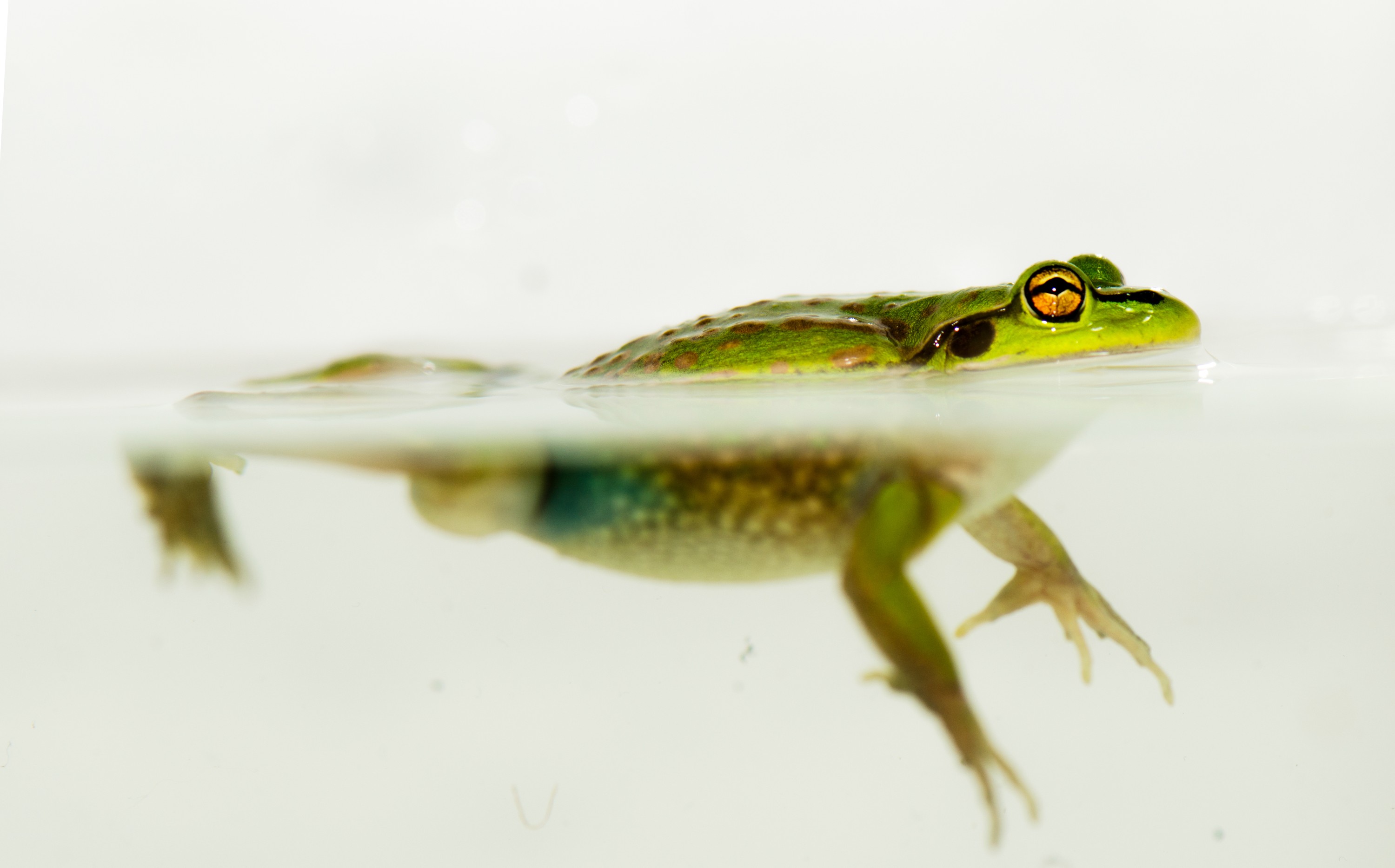 DSC_7111 – Green, Bell, Frog, Litoria, aurea, introduced, new zealand, nz, new, zealand, crispin